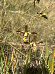 Eulophia parviflora