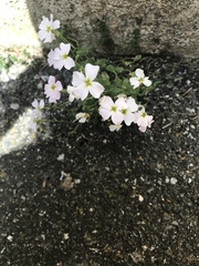 Malcolmieae