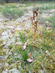 Juncus squarrosus