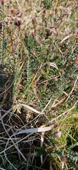 Erica tetralix