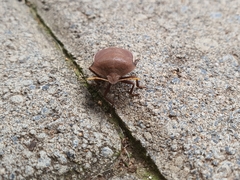 Basicryptus costalis