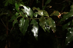 Syzygium hodgkinsoniae