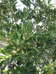 Ilex mitis