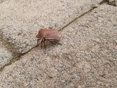 Basicryptus costalis