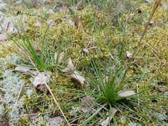 Juncus squarrosus