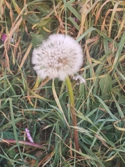 Taraxacum