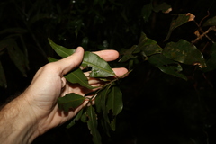 Syzygium hodgkinsoniae