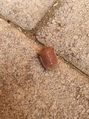 Basicryptus costalis