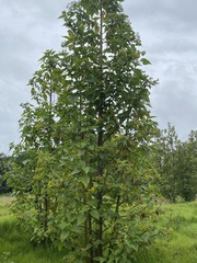 Smallanthus pyramidalis