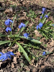 Scilla siberica