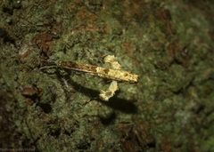 Caloptilia plagata
