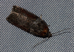 Acleris celiana