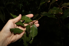 Syzygium hodgkinsoniae