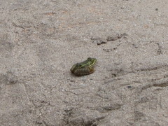 Lithobates chiricahuensis