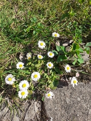 Bellis perennis