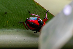 Eocanthecona concinna