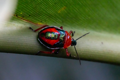 Eocanthecona concinna