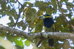 Selenidera maculirostris