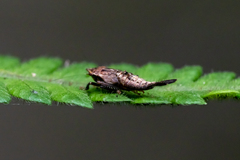 Drabescus