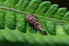 Drabescus