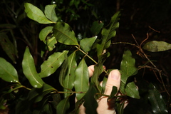 Syzygium hodgkinsoniae