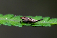 Drabescus
