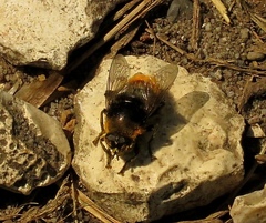 Merodon equestris