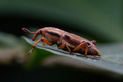 Sphenocorynes kosempoensis