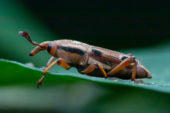 Sphenocorynes kosempoensis