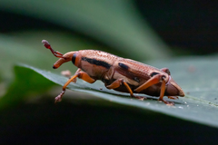 Sphenocorynes kosempoensis