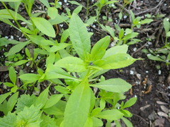 Asperugo procumbens