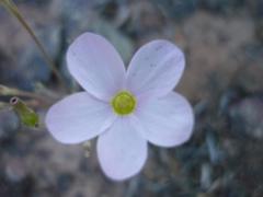 Oxalis engleriana
