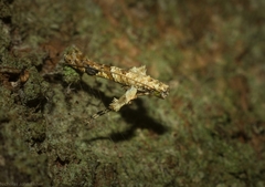 Caloptilia plagata