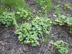 Ficaria verna