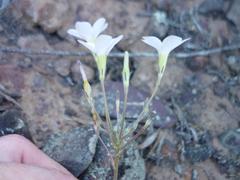 Oxalis engleriana