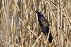 Quiscalus quiscula