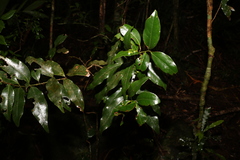 Syzygium hodgkinsoniae
