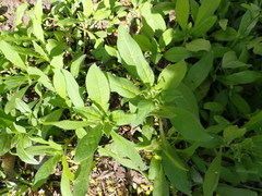 Asperugo procumbens