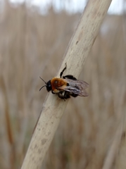 Andrena nitida