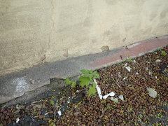 Acer platanoides
