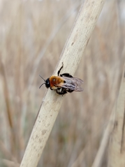 Andrena nitida