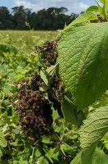 Brachygastra mellifica