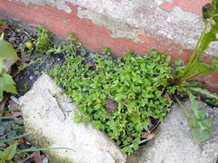 Stellaria media