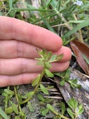 Bacopa monnieri