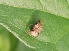 Dasyvalgus formosanus