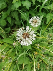 Taraxacum officinale