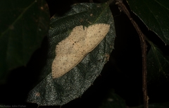 Cyclophora turneri