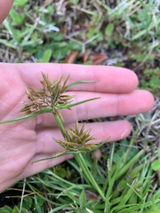 Cyperus
