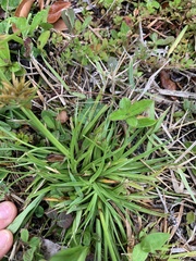 Cyperus