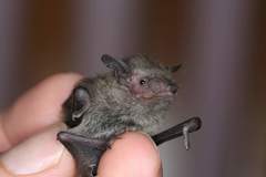 Pipistrellus abramus
